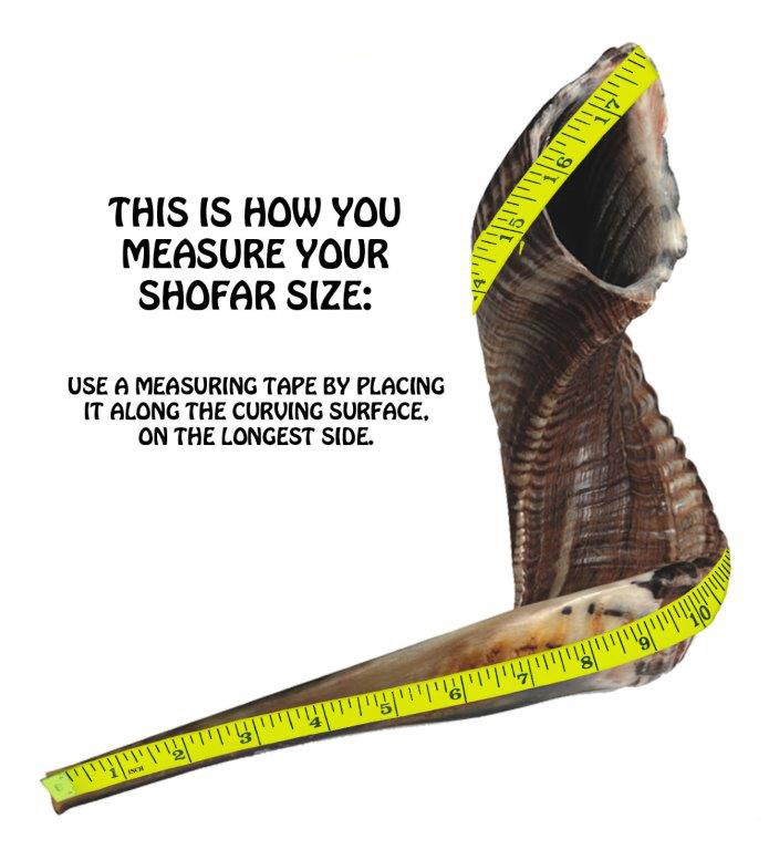 Shofar Size 5, 40-45 cm