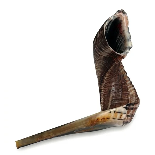 Shofar Size 6, 45-50 cm